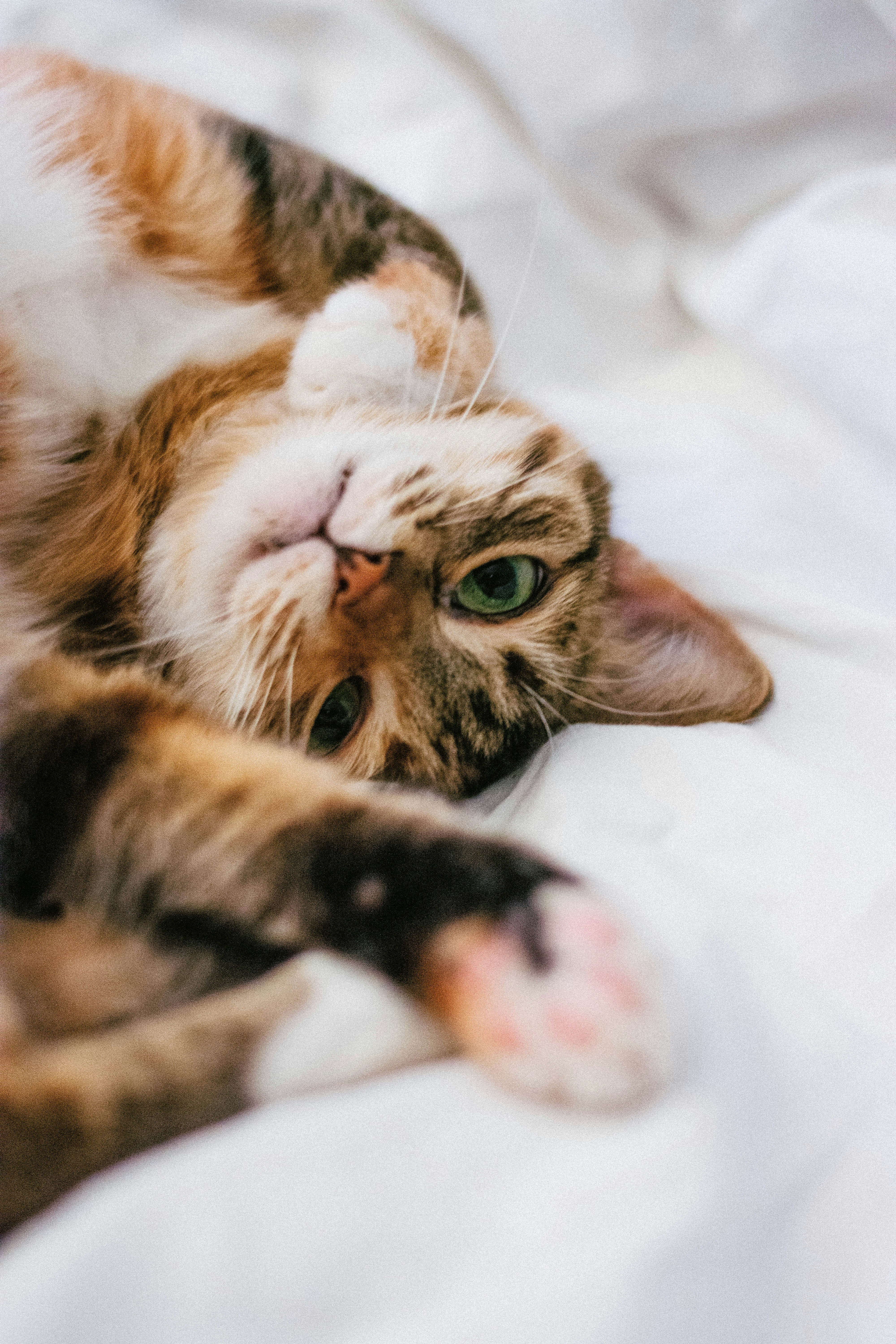 playful cat