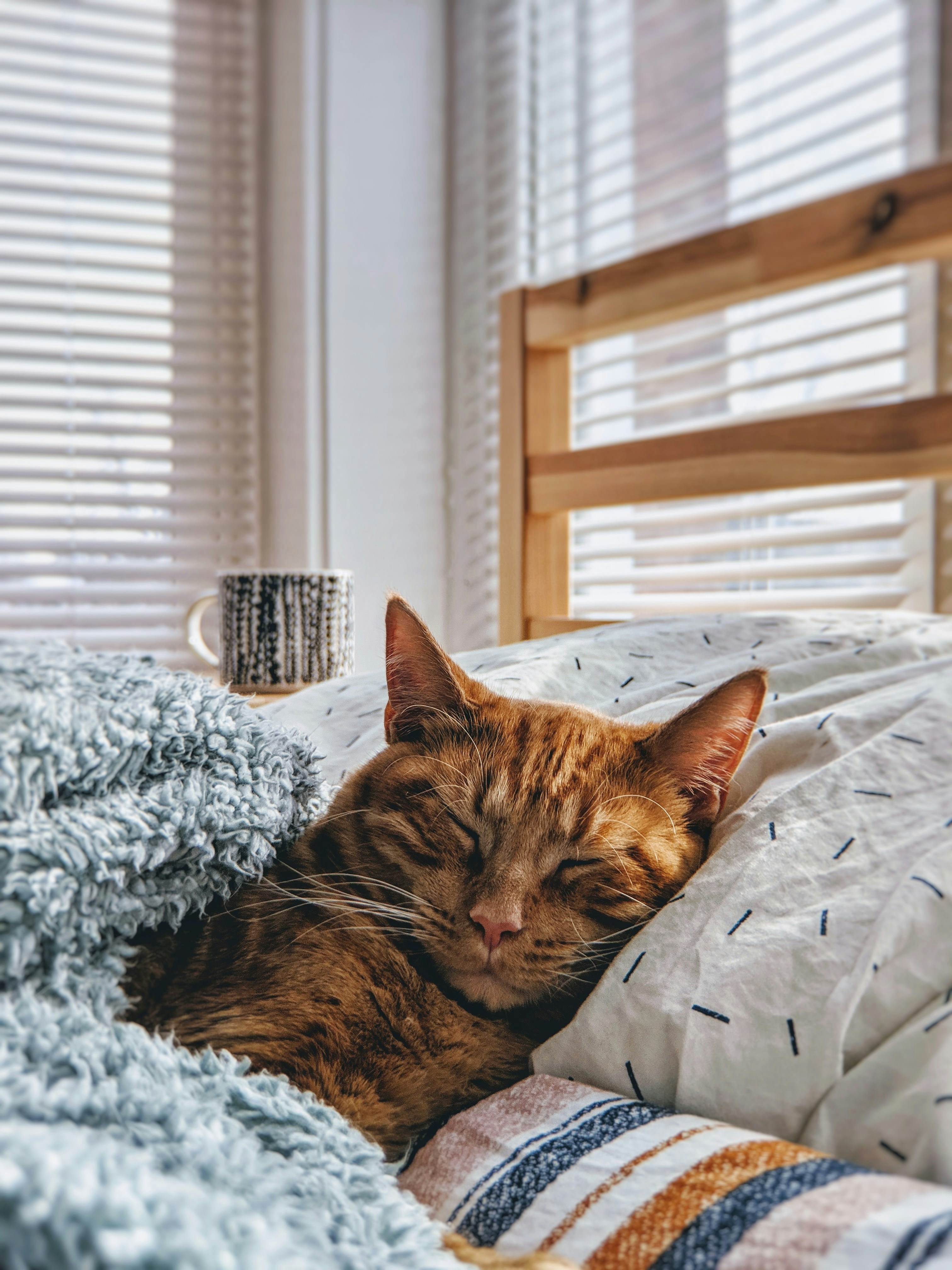 cat in bed napping