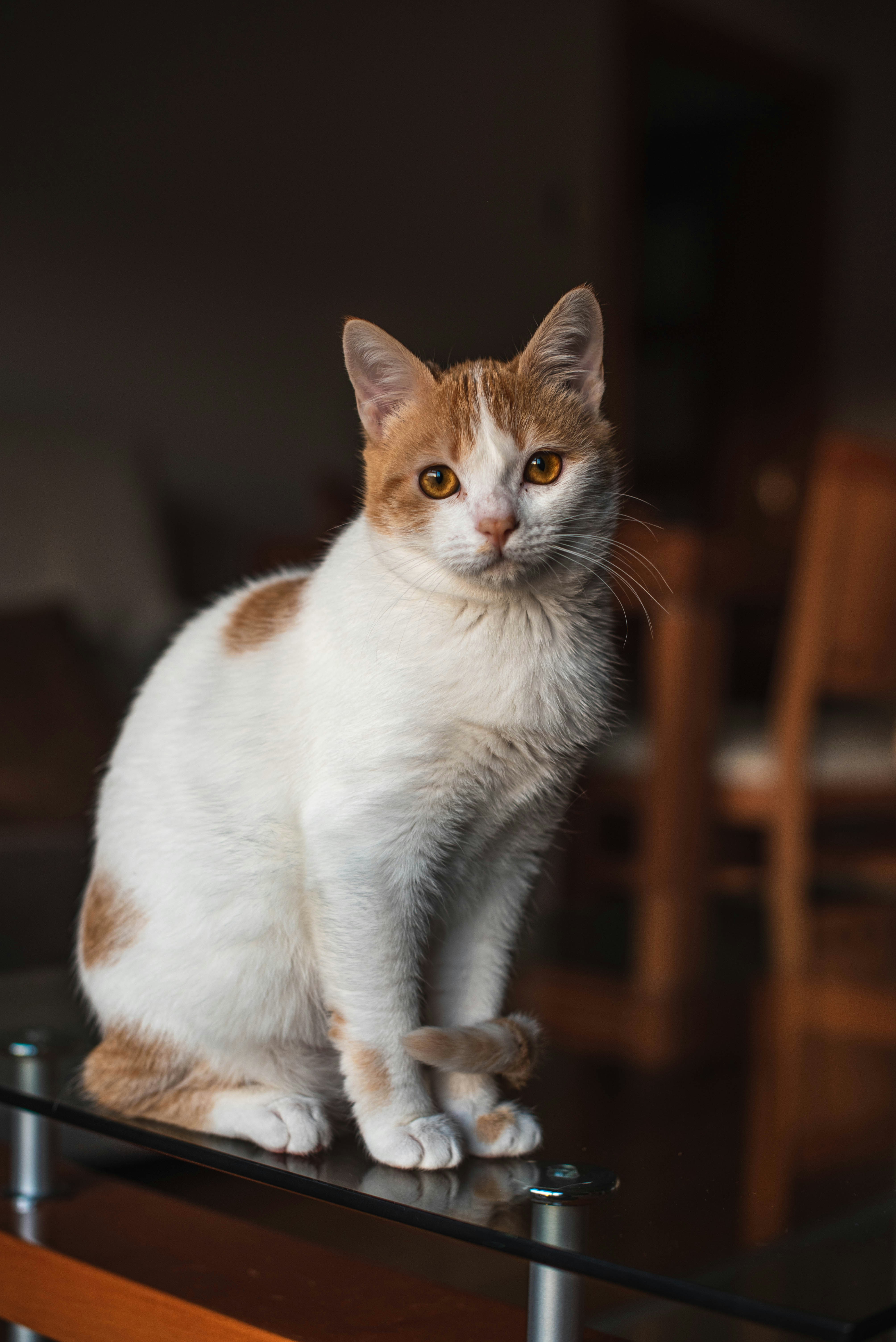 orange cat