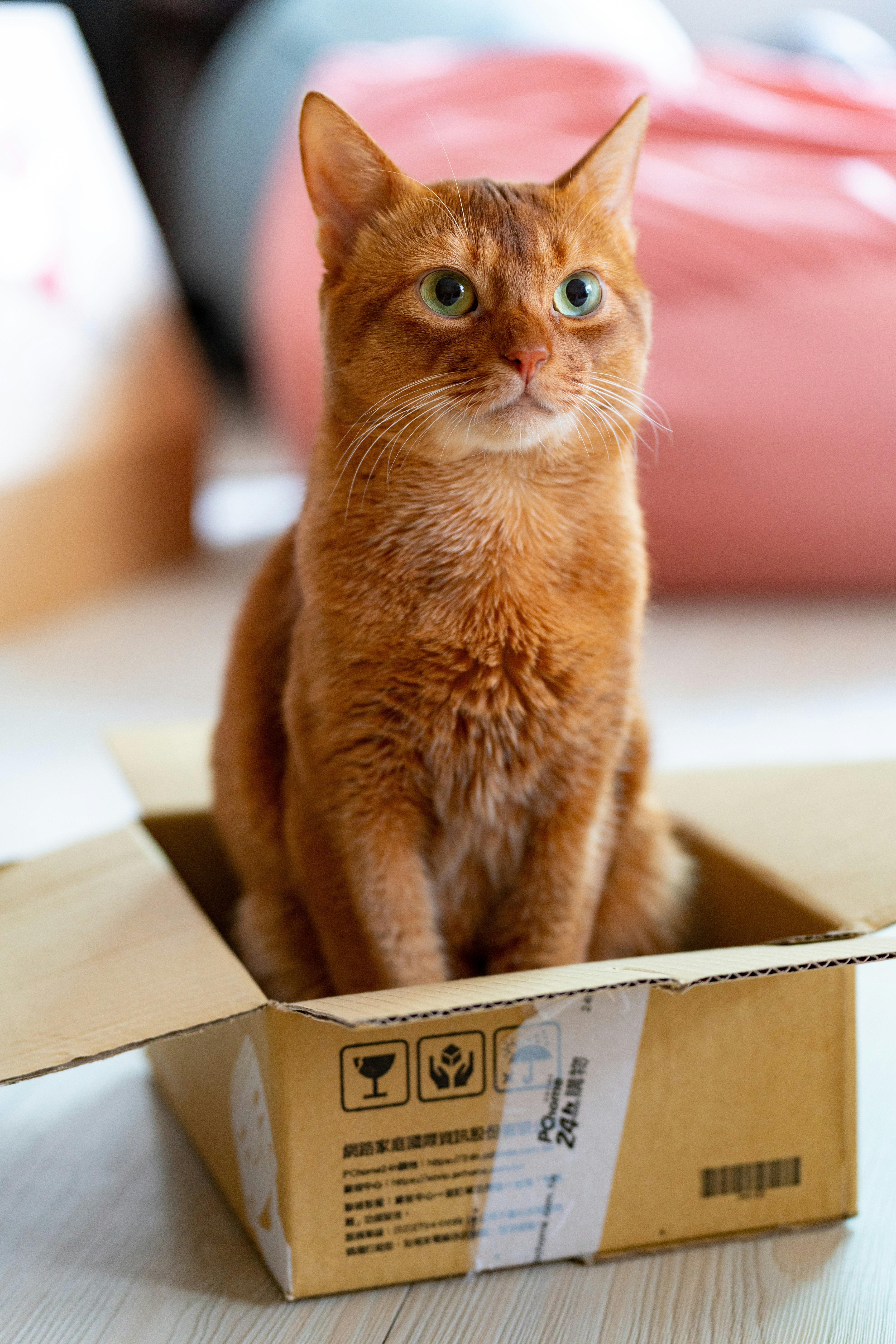white and orange cat