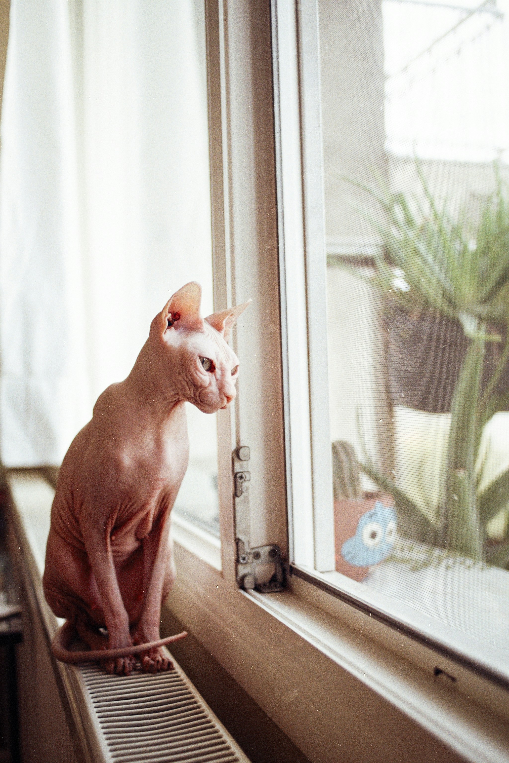 sphynx cat