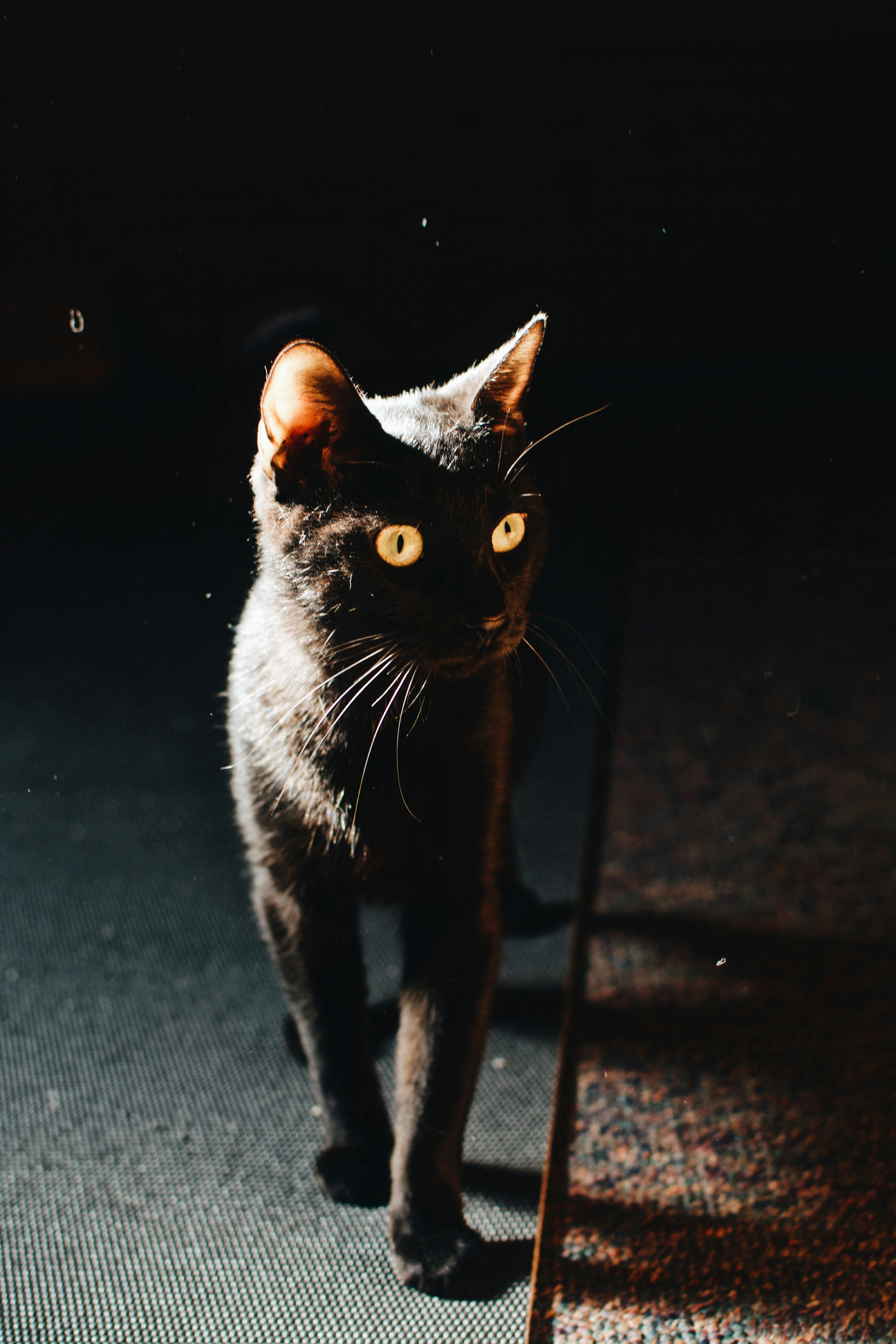 black cat